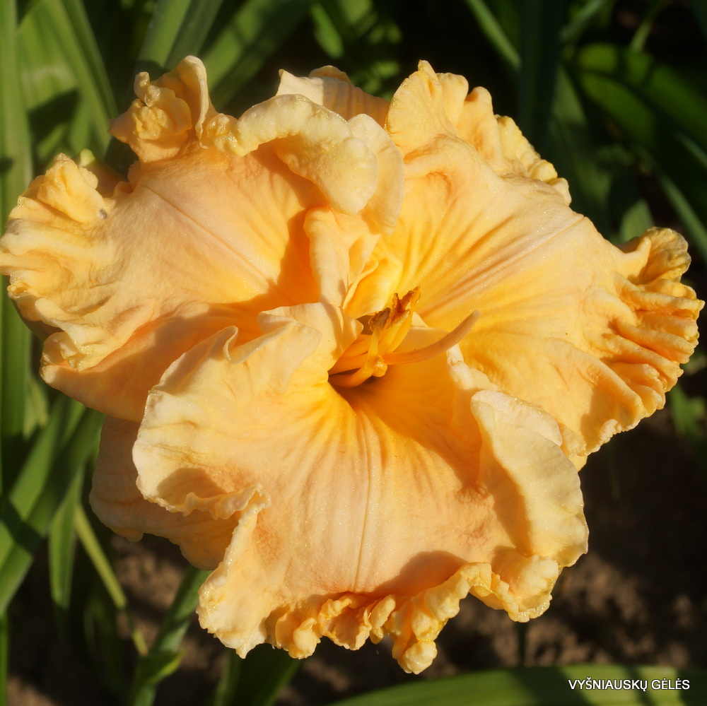 Daylily 'How Beautiful Heaven Must Be'