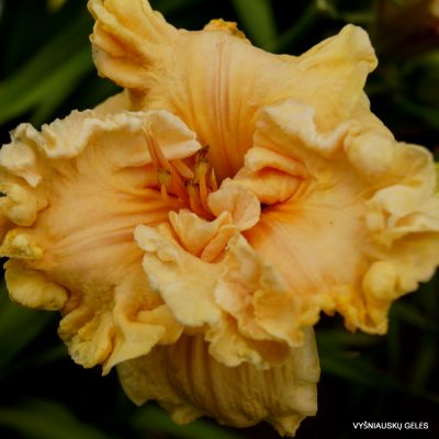 Daylily 'How Beautiful Heaven Must Be' (2)