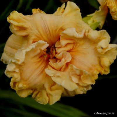Daylily ‘How Beautiful Heaven Must Be’
