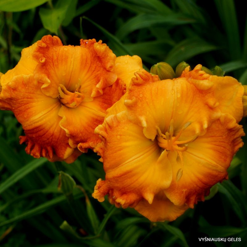 Daylily 'Over Heated' (2)