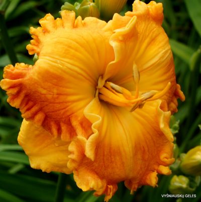 Daylily 'Over Heated'