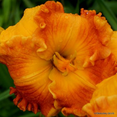 Daylily ‘Over Heated’