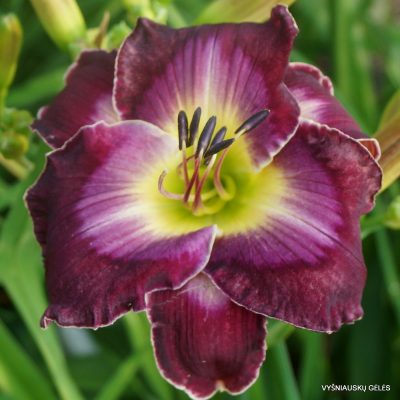 Daylily ‘Purple Passion’s Promise’