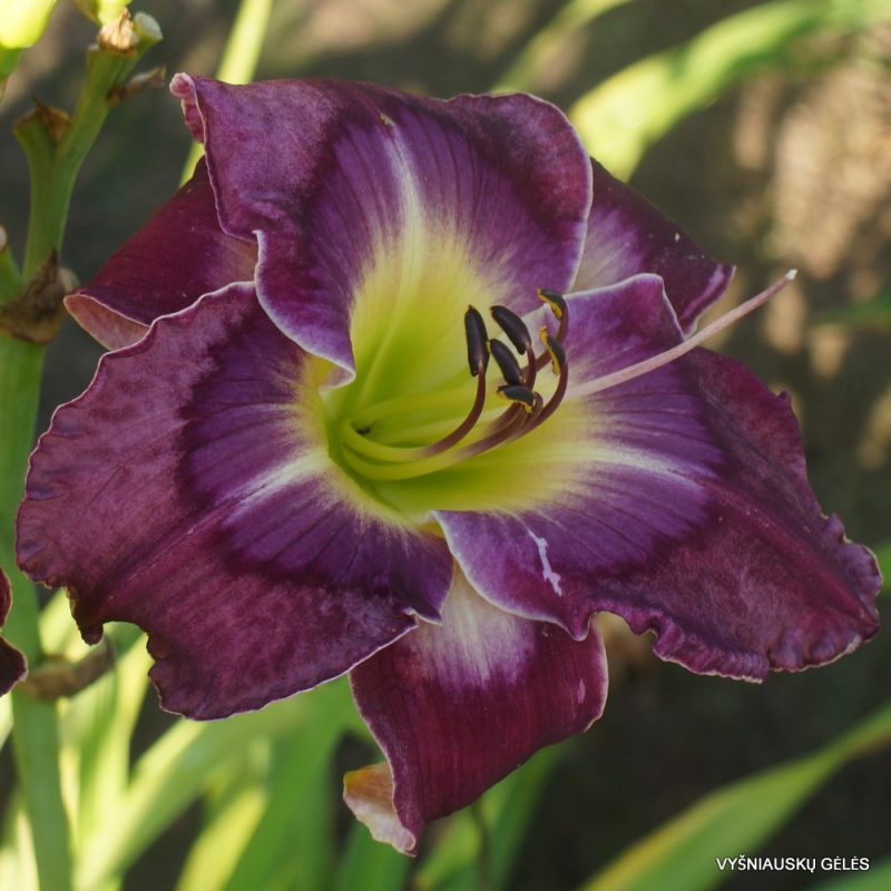Daylily 'Purple Passion's Promise'