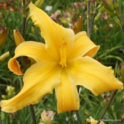 Daylily 'Reach For The Heavens'