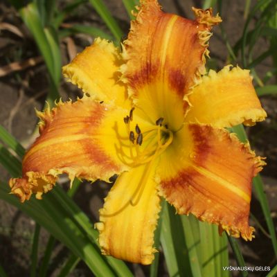 Daylily 'Saber Tooth Tiger'