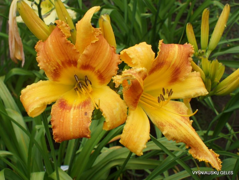 Daylily 'Saber Tooth Tiger' (2)