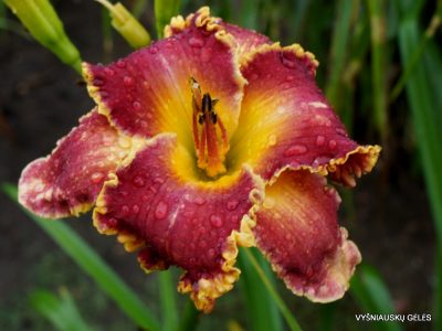 Daylily 'Shadow of the Wolf' (2)