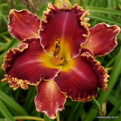 Daylily ‘Shadow of the Wolf’
