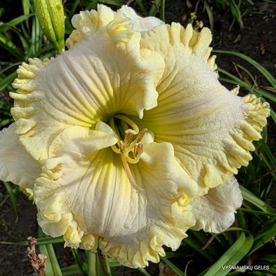 Hemerocallis 'Angels Gather Around'