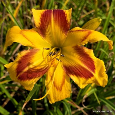 Hemerocallis ‘Cosmo Queen’