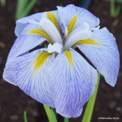 Iris ensata 'Aquamarine' (2)