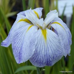 Iris ensata 'Aquamarine'