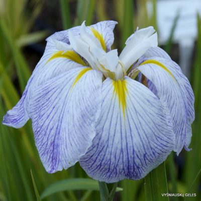 Iris ensata ‘Aquamarine’