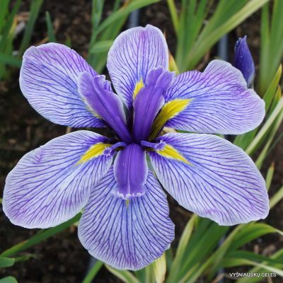Iris ensata ‘Pin Stripe’