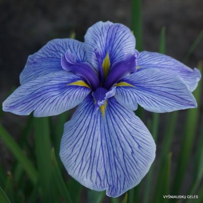 Iris ensata 'Pin Stripe'