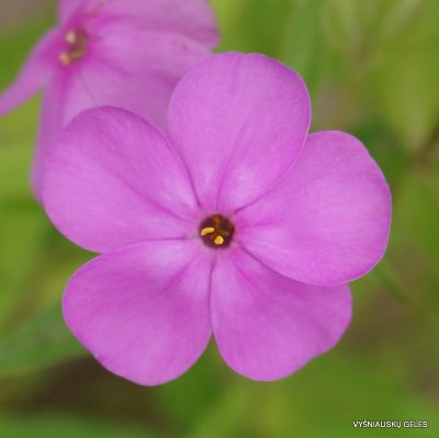 Phlox glaberrima var. triflora 'Forever Pink'