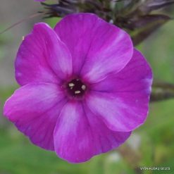 Phlox ‘Kievlyanin’ (2)