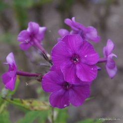 Phlox ‘Kievlyanin’