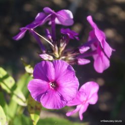 Phlox ‘Kievlyanin’ (3)
