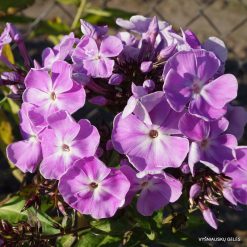 Phlox ‘Lavanda‘ (2)