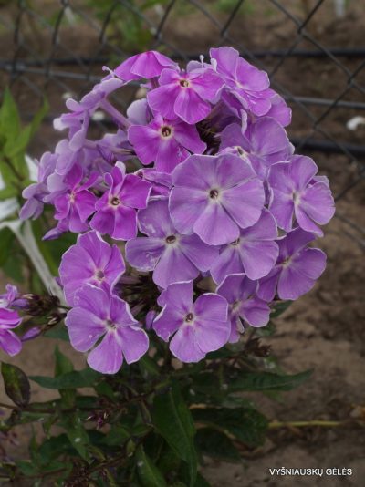 Phlox ‘Lavanda‘ (2)