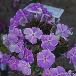Phlox ‘Lavanda‘