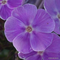 Phlox ‘Lavanda‘ (3)