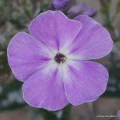 Phlox ‘Lavanda‘ (4)