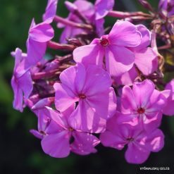 Phlox ‘Lilovyi Perezvon‘ (2)