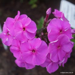 Phlox ‘Lilovyi Perezvon‘