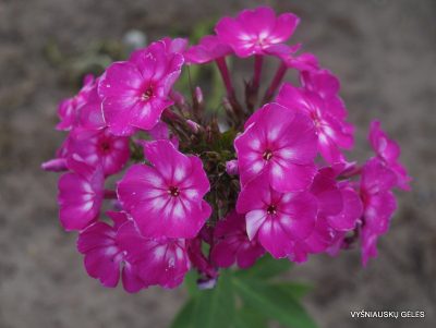 Phlox ‘Lyubov Polishchuk‘ (2)