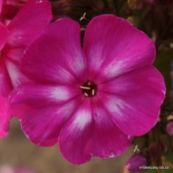 Phlox ‘Lyubov Polishchuk‘ (3)