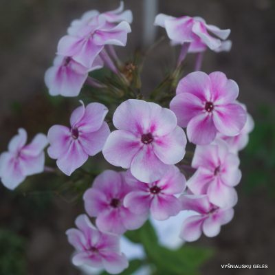Phlox ‘Līga’ (2) Phlox ‘Līga’ (2)