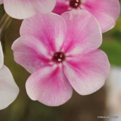 Phlox ‘Līga’ (3)