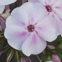 Phlox ‘Līga’ (4)