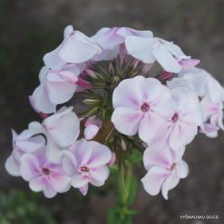Phlox ‘Līga’ (6)
