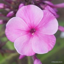 Phlox ‘Malvina‘ (3)