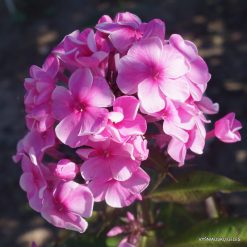 Phlox ‘Malvina‘ (4)