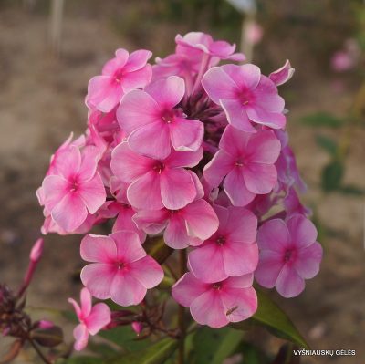 Phlox ‘Malvina‘