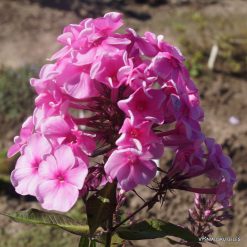 Phlox ‘Malvina‘ (5)