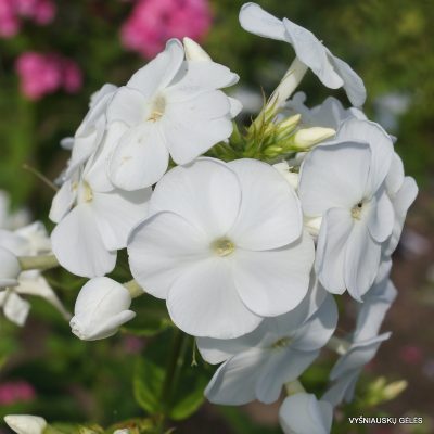 Phlox ‘Miss Universe‘ (2)