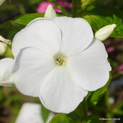 Phlox ‘Miss Universe‘ (3)