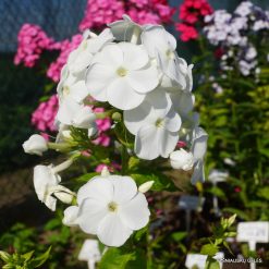 Phlox ‘Miss Universe‘ (4)