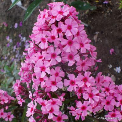 Phlox ‘Oleander‘