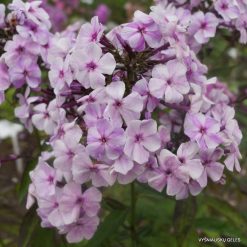 Phlox ‘Professor Trubetskoi‘ (2)