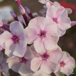 Phlox ‘Professor Trubetskoi‘