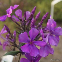 Phlox ‘Propeller‘