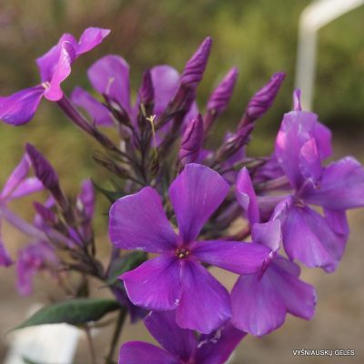 Phlox ‘Propeller‘