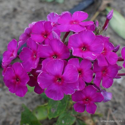 Phlox ‘Red Indian‘